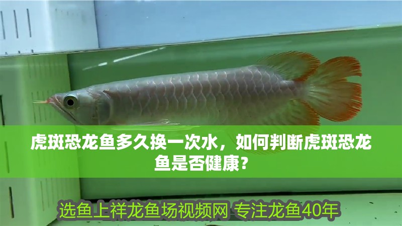 虎斑恐龍魚多久換一次水，如何判斷虎斑恐龍魚是否健康？
