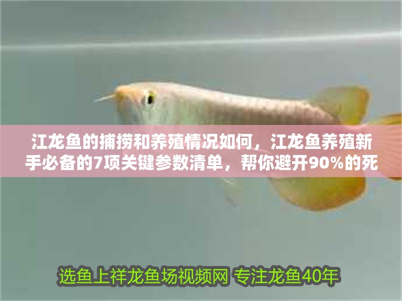 江龍魚的捕撈和養(yǎng)殖情況如何，江龍魚養(yǎng)殖新手必備的7項關鍵參數清單，幫你避開90%的死亡陷阱 江龍魚的捕撈和養(yǎng)殖情況如何，江龍魚養(yǎng)殖新手必備的7項關鍵參數清單，幫你避開90%的死亡陷阱 龍魚百科