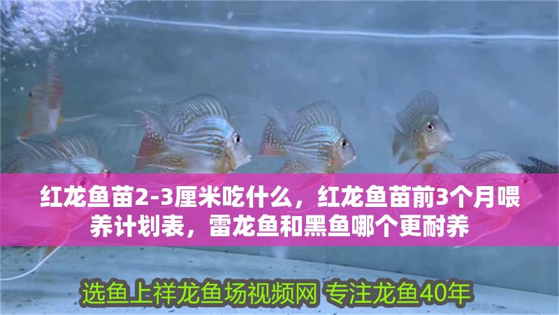 紅龍魚苗2-3厘米吃什么，紅龍魚苗前3個(gè)月喂養(yǎng)計(jì)劃表，雷龍魚和黑魚哪個(gè)更耐養(yǎng)