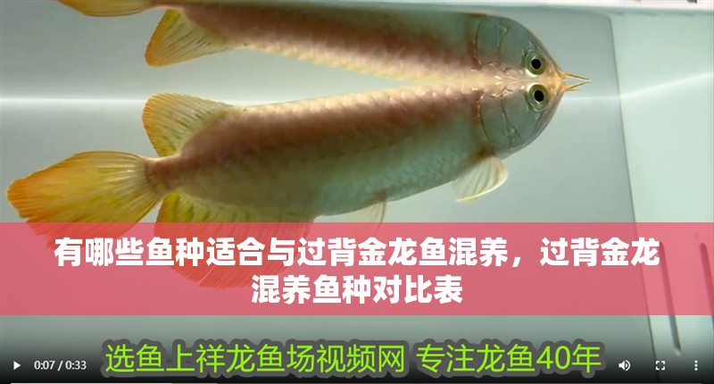 有哪些魚種適合與過背金龍魚混養，過背金龍混養魚種對比表
