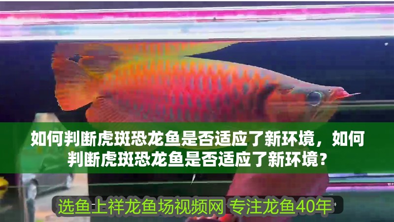 如何判斷虎斑恐龍魚是否適應了新環境，如何判斷虎斑恐龍魚是否適應了新環境？