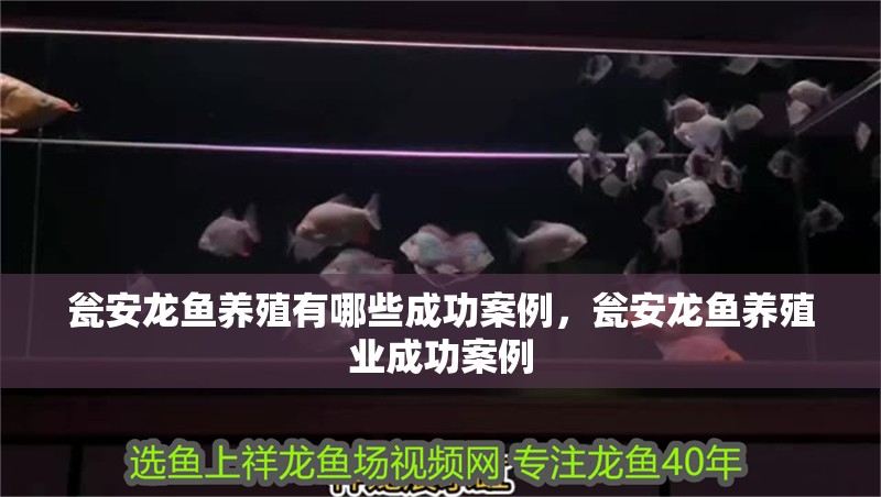 甕安龍魚養殖有哪些成功案例，甕安龍魚養殖業成功案例