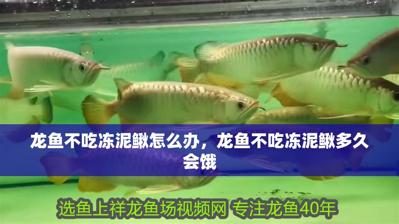 龍魚不吃凍泥鰍怎么辦，龍魚不吃凍泥鰍多久會餓