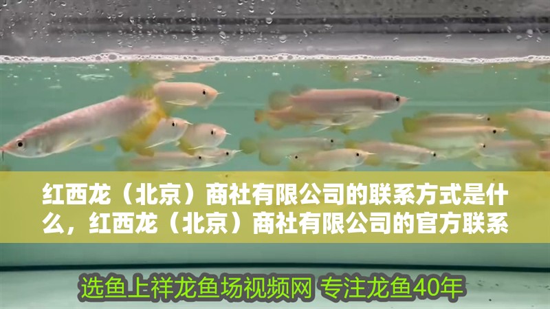 紅西龍（北京）商社有限公司的聯系方式是什么，紅西龍（北京）商社有限公司的官方聯系方式 紅西龍（北京）商社有限公司的聯系方式是什么，紅西龍（北京）商社有限公司的官方聯系方式 龍魚百科