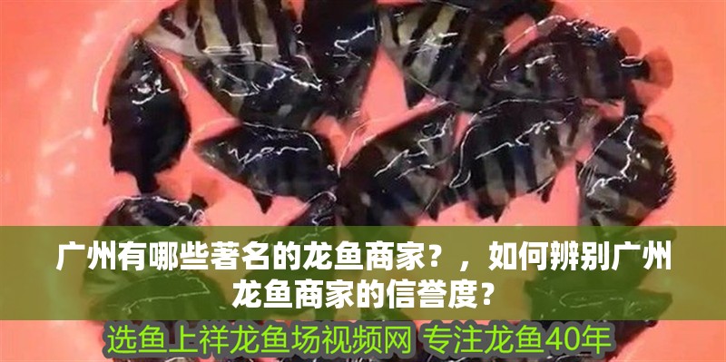 廣州有哪些著名的龍魚商家？，如何辨別廣州龍魚商家的信譽(yù)度？
