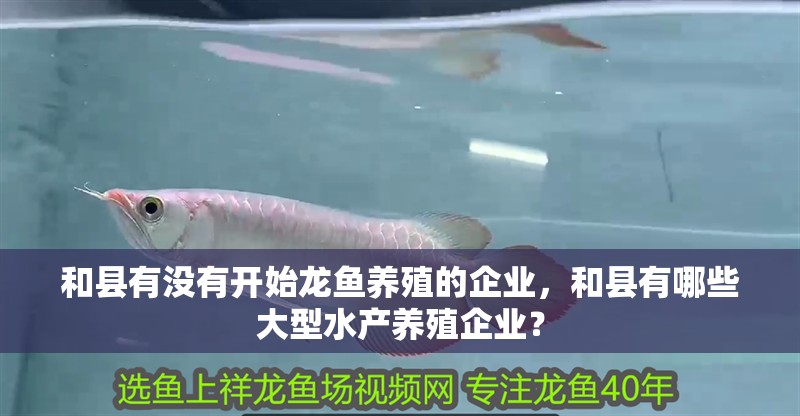 和縣有沒有開始龍魚養殖的企業，和縣有哪些大型水產養殖企業？