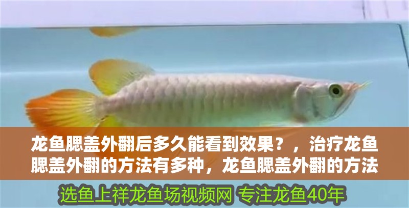 龍魚腮蓋外翻后多久能看到效果？，治療龍魚腮蓋外翻的方法有多種，龍魚腮蓋外翻的方法有多種