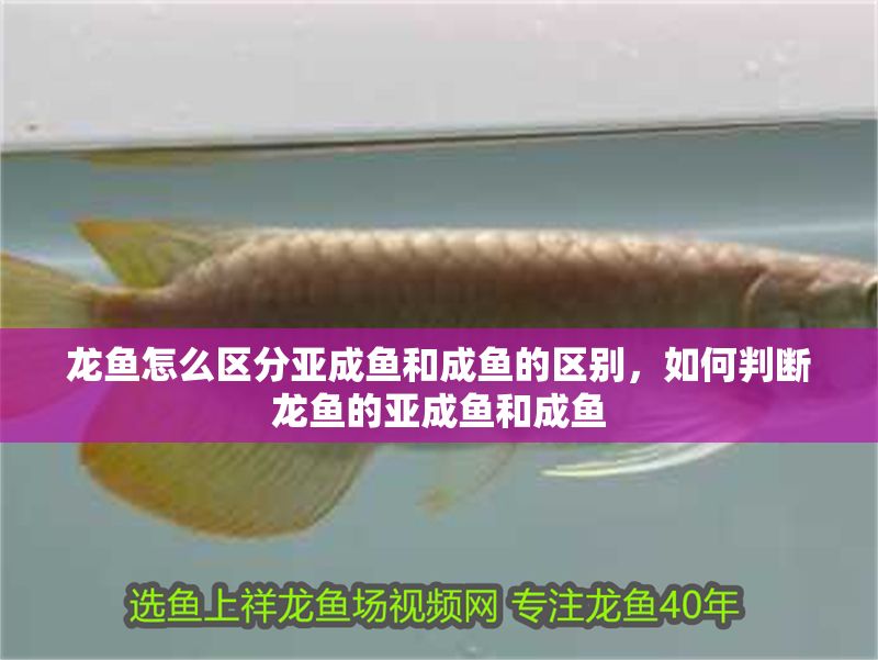 龍魚怎么區分亞成魚和成魚的區別，如何判斷龍魚的亞成魚和成魚