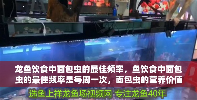 龍魚飲食中面包蟲的最佳頻率，魚飲食中面包蟲的最佳頻率是每周一次，面包蟲的營養價值有哪些