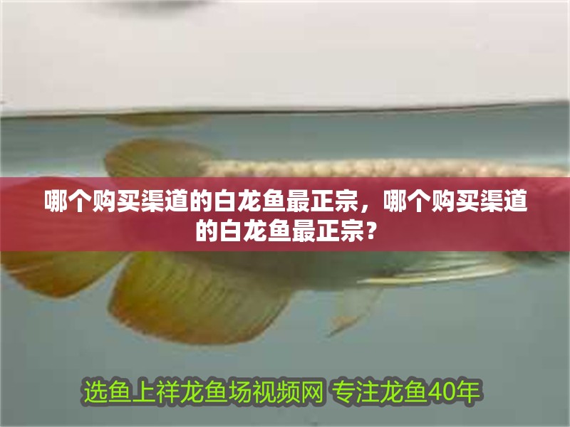 哪個購買渠道的白龍魚最正宗，哪個購買渠道的白龍魚最正宗？