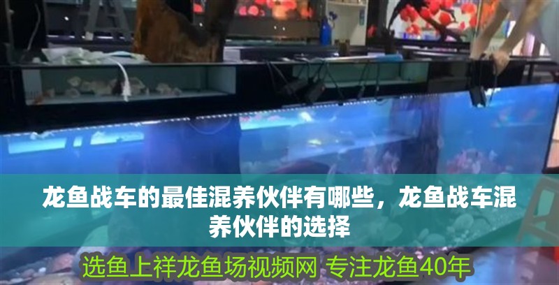 龍魚戰車的最佳混養伙伴有哪些，龍魚戰車混養伙伴的選擇