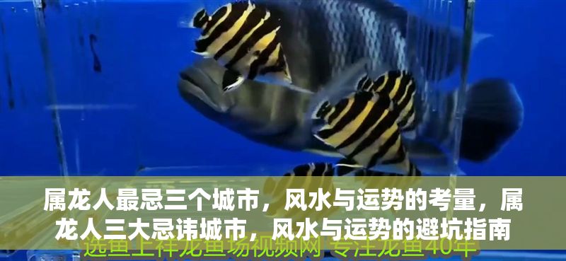 屬龍人最忌三個(gè)城市，風(fēng)水與運(yùn)勢(shì)的考量，屬龍人三大忌諱城市，風(fēng)水與運(yùn)勢(shì)的避坑指南 屬龍人最忌三個(gè)城市，風(fēng)水與運(yùn)勢(shì)的考量，屬龍人三大忌諱城市，風(fēng)水與運(yùn)勢(shì)的避坑指南 龍魚(yú)百科 第1張