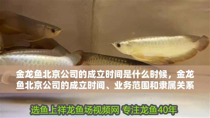 金龍魚北京公司的成立時間是什么時候，金龍魚北京公司的成立時間、業務范圍和隸屬關系