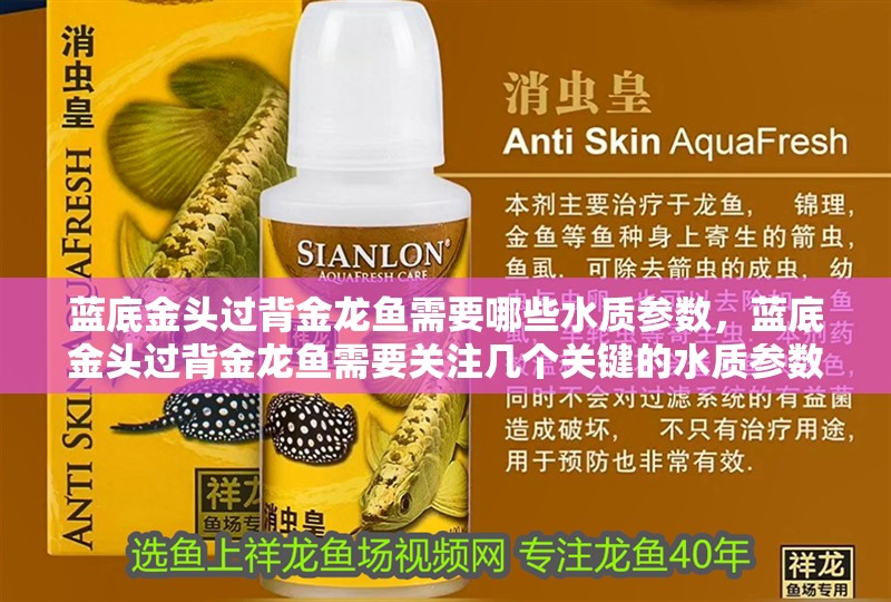 藍底金頭過背金龍魚需要哪些水質參數，藍底金頭過背金龍魚需要關注幾個關鍵的水質參數