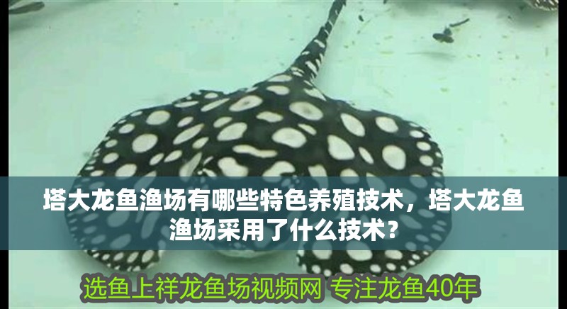 塔大龍魚漁場有哪些特色養殖技術，塔大龍魚漁場采用了什么技術？