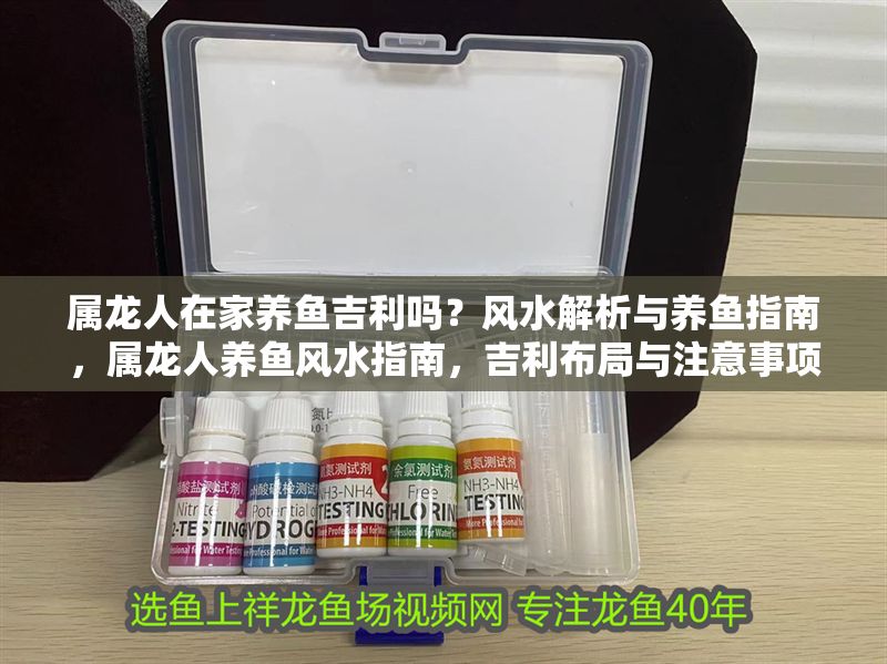 屬龍人在家養魚吉利嗎？風水解析與養魚指南，屬龍人養魚風水指南，吉利布局與注意事項