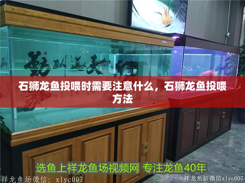 石獅龍魚投喂時需要注意什么，石獅龍魚投喂方法