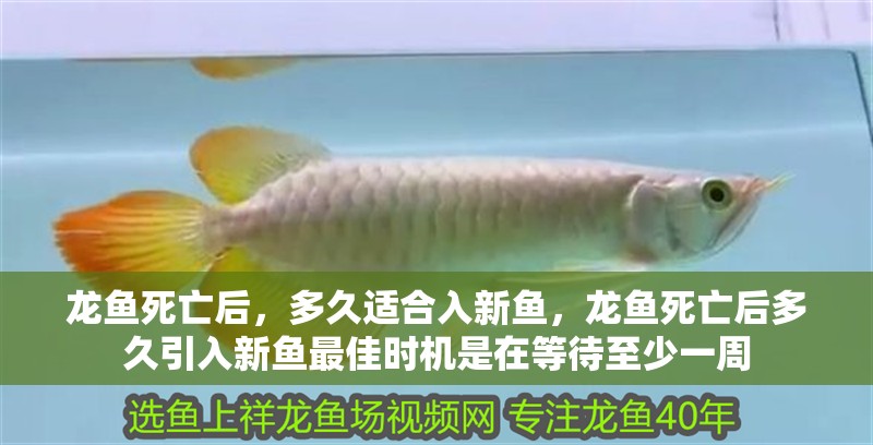 龍魚死亡后，多久適合入新魚，龍魚死亡后多久引入新魚最佳時機是在等待至少一周 龍魚死亡后，多久適合入新魚，龍魚死亡后多久引入新魚最佳時機是在等待至少一周 龍魚百科