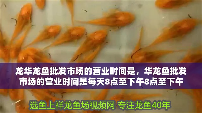 龍華龍魚批發(fā)市場的營業(yè)時(shí)間是，華龍魚批發(fā)市場的營業(yè)時(shí)間是每天8點(diǎn)至下午8點(diǎn)至下午 龍華龍魚批發(fā)市場的營業(yè)時(shí)間是，華龍魚批發(fā)市場的營業(yè)時(shí)間是每天8點(diǎn)至下午8點(diǎn)至下午 龍魚百科