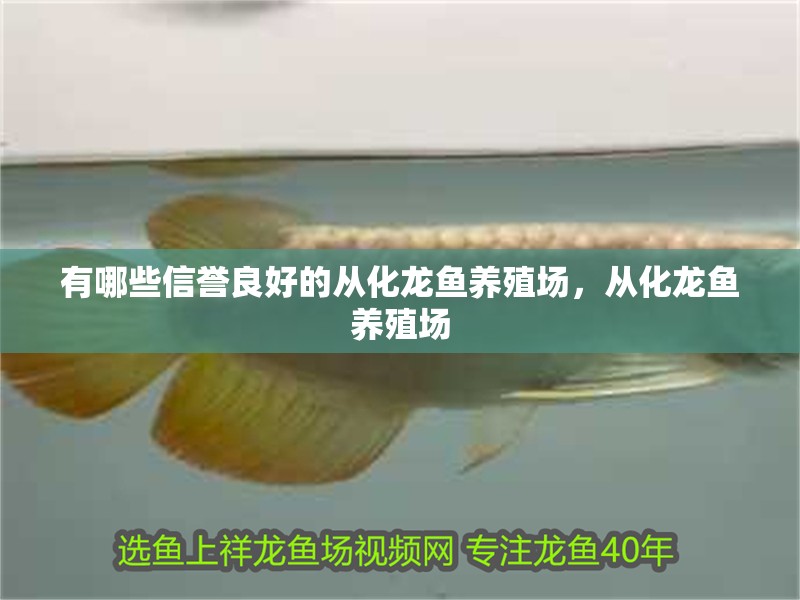 有哪些信譽良好的從化龍魚養殖場，從化龍魚養殖場
