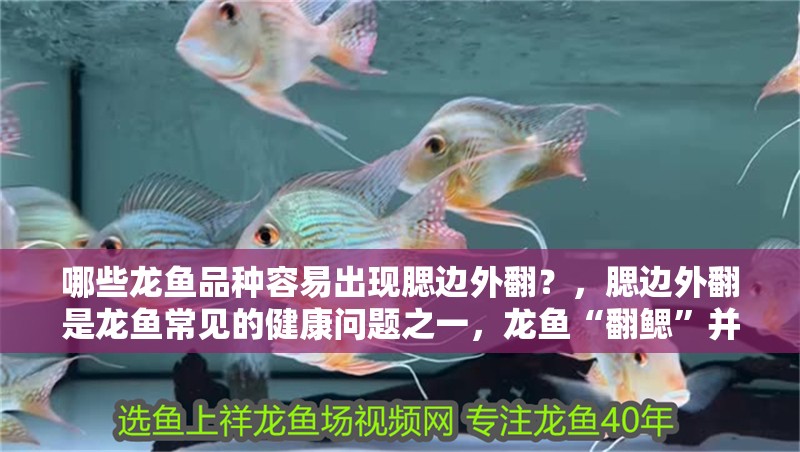 哪些龍魚品種容易出現腮邊外翻？，腮邊外翻是龍魚常見的健康問題之一，龍魚“翻鰓”并非品種特性