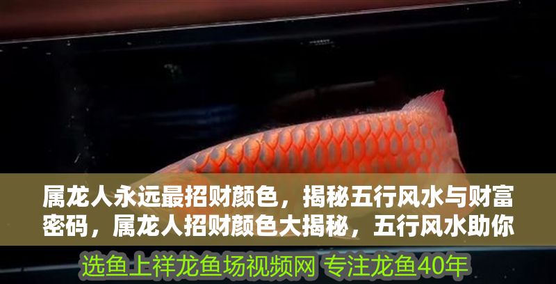 屬龍人永遠最招財顏色，揭秘五行風水與財富密碼，屬龍人招財顏色大揭秘，五行風水助你財富滾滾 屬龍人永遠最招財顏色，揭秘五行風水與財富密碼，屬龍人招財顏色大揭秘，五行風水助你財富滾滾 龍魚百科 第1張
