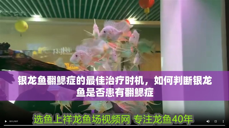 銀龍魚翻鰓癥的最佳治療時機，如何判斷銀龍魚是否患有翻鰓癥