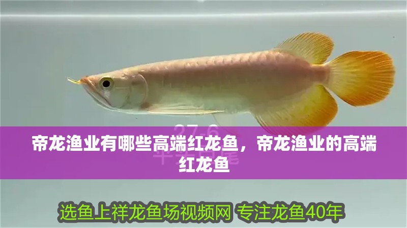 帝龍漁業有哪些高端紅龍魚，帝龍漁業的高端紅龍魚