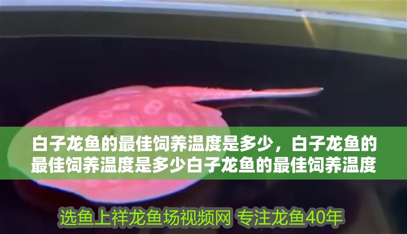白子龍魚的最佳飼養溫度是多少，白子龍魚的最佳飼養溫度是多少白子龍魚的最佳飼養溫度是多少 白子龍魚的最佳飼養溫度是多少，白子龍魚的最佳飼養溫度是多少白子龍魚的最佳飼養溫度是多少 龍魚百科