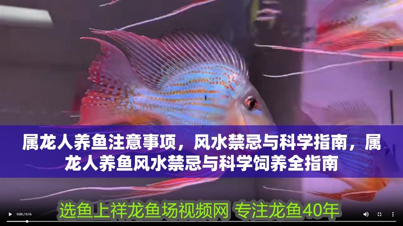 屬龍人養(yǎng)魚注意事項(xiàng)，風(fēng)水禁忌與科學(xué)指南，屬龍人養(yǎng)魚風(fēng)水禁忌與科學(xué)飼養(yǎng)全指南