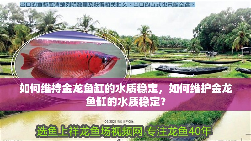 如何維持金龍魚缸的水質穩定，如何維護金龍魚缸的水質穩定？