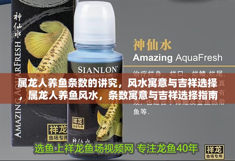 屬龍人養魚條數的講究，風水寓意與吉祥選擇，屬龍人養魚風水，條數寓意與吉祥選擇指南