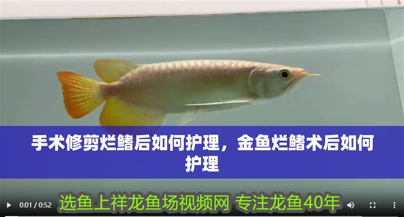 手術修剪爛鰭后如何護理，金魚爛鰭術后如何護理