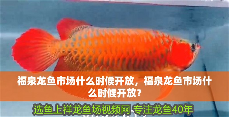 福泉龍魚市場什么時候開放，福泉龍魚市場什么時候開放？ 福泉龍魚市場什么時候開放，福泉龍魚市場什么時候開放？ 龍魚百科