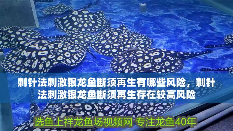 刺針法刺激銀龍魚斷須再生有哪些風險，刺針法刺激銀龍魚斷須再生存在較高風險