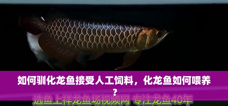 如何馴化龍魚接受人工飼料，化龍魚如何喂養(yǎng)？
