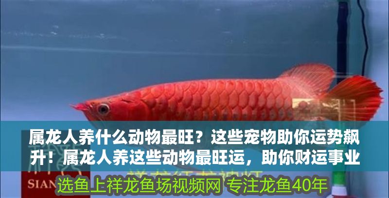 屬龍人養(yǎng)什么動物最旺？這些寵物助你運勢飆升！屬龍人養(yǎng)這些動物最旺運，助你財運事業(yè)雙豐收！