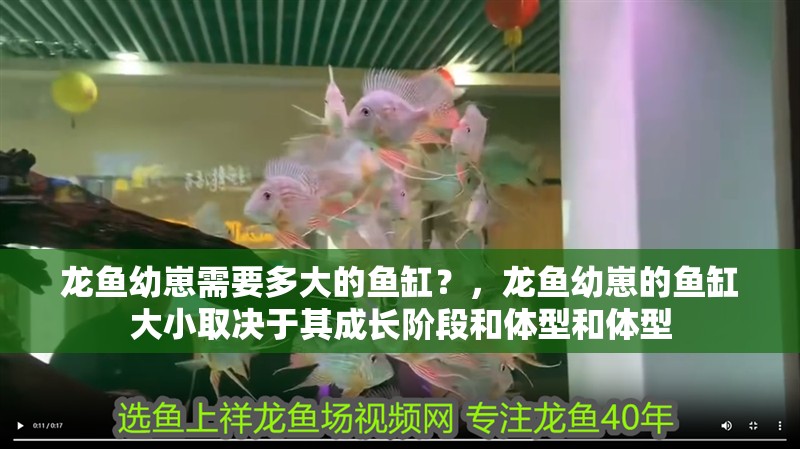 龍魚幼崽需要多大的魚缸？，龍魚幼崽的魚缸大小取決于其成長階段和體型和體型