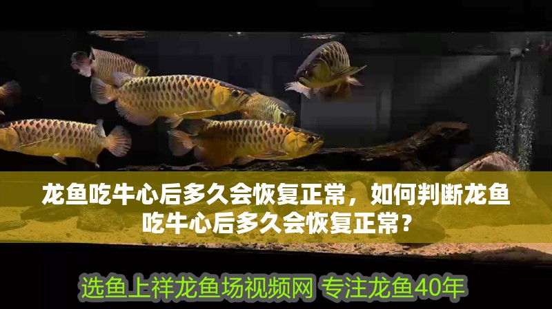龍魚吃牛心后多久會(huì)恢復(fù)正常，如何判斷龍魚吃牛心后多久會(huì)恢復(fù)正常？