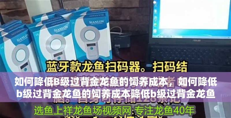 如何降低B級過背金龍魚的飼養成本，如何降低b級過背金龍魚的飼養成本降低b級過背金龍魚的飼養成本