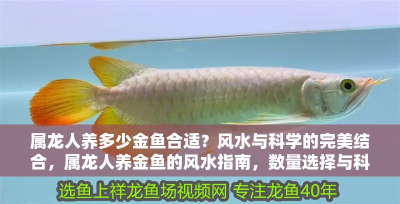屬龍人養多少金魚合適？風水與科學的完美結合，屬龍人養金魚的風水指南，數量選擇與科學依據