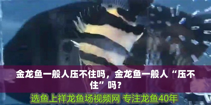 金龍魚一般人壓不住嗎，金龍魚一般人“壓不住”嗎？
