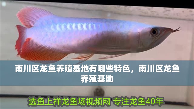 印尼虎魚多少溫度飼養最好:印尼虎魚多少溫度飼養最好印尼虎魚多少溫度飼養最好 南川區龍魚養殖基地有哪些特色,南川區龍魚養殖基地 龍魚百科 南川區龍魚養殖基地有哪些特色,南川區龍魚養殖基地 南川區龍魚養殖基地有哪些特色,南川區龍魚養殖基地 龍魚百科