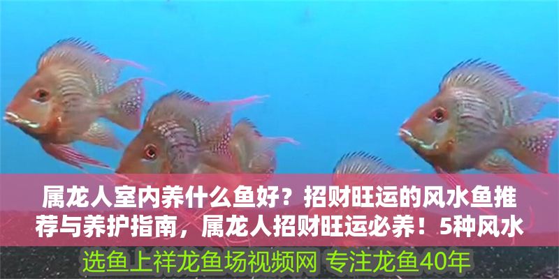 屬龍人室內(nèi)養(yǎng)什么魚好？招財旺運的風水魚推薦與養(yǎng)護指南，屬龍人招財旺運必養(yǎng)！5種風水魚推薦及養(yǎng)護全攻略
