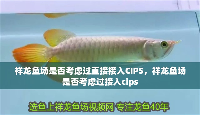 祥龍魚場是否考慮過直接接入CIPS，祥龍魚場是否考慮過接入cips