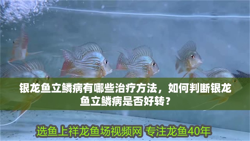 銀龍魚立鱗病有哪些治療方法，如何判斷銀龍魚立鱗病是否好轉？