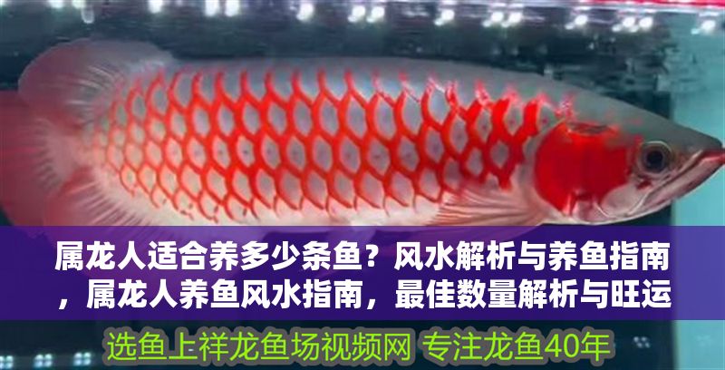 屬龍人適合養多少條魚？風水解析與養魚指南，屬龍人養魚風水指南，最佳數量解析與旺運建議 屬龍人適合養多少條魚？風水解析與養魚指南，屬龍人養魚風水指南，最佳數量解析與旺運建議 龍魚百科 第1張