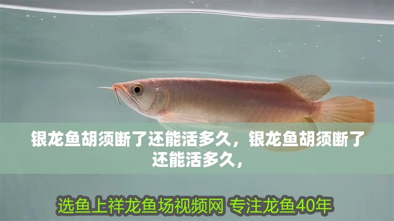 銀龍魚胡須斷了還能活多久，銀龍魚胡須斷了還能活多久，