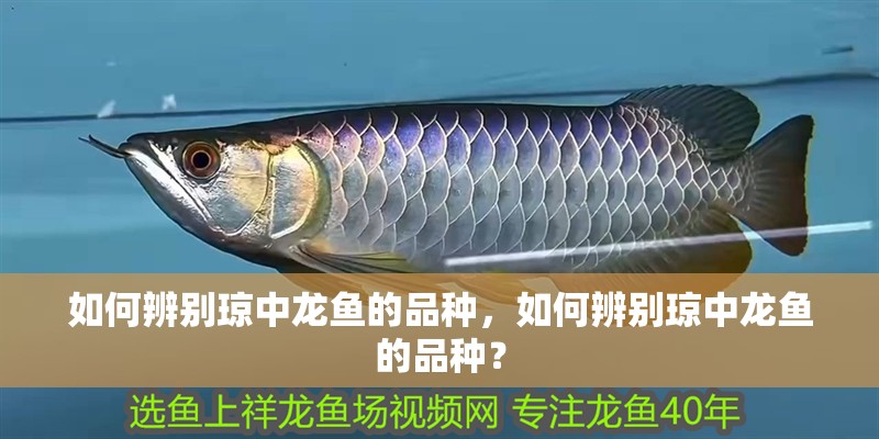 如何辨別瓊中龍魚的品種，如何辨別瓊中龍魚的品種？
