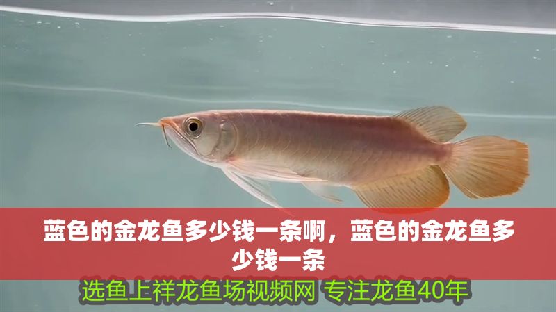 藍色的金龍魚多少錢一條啊，藍色的金龍魚多少錢一條